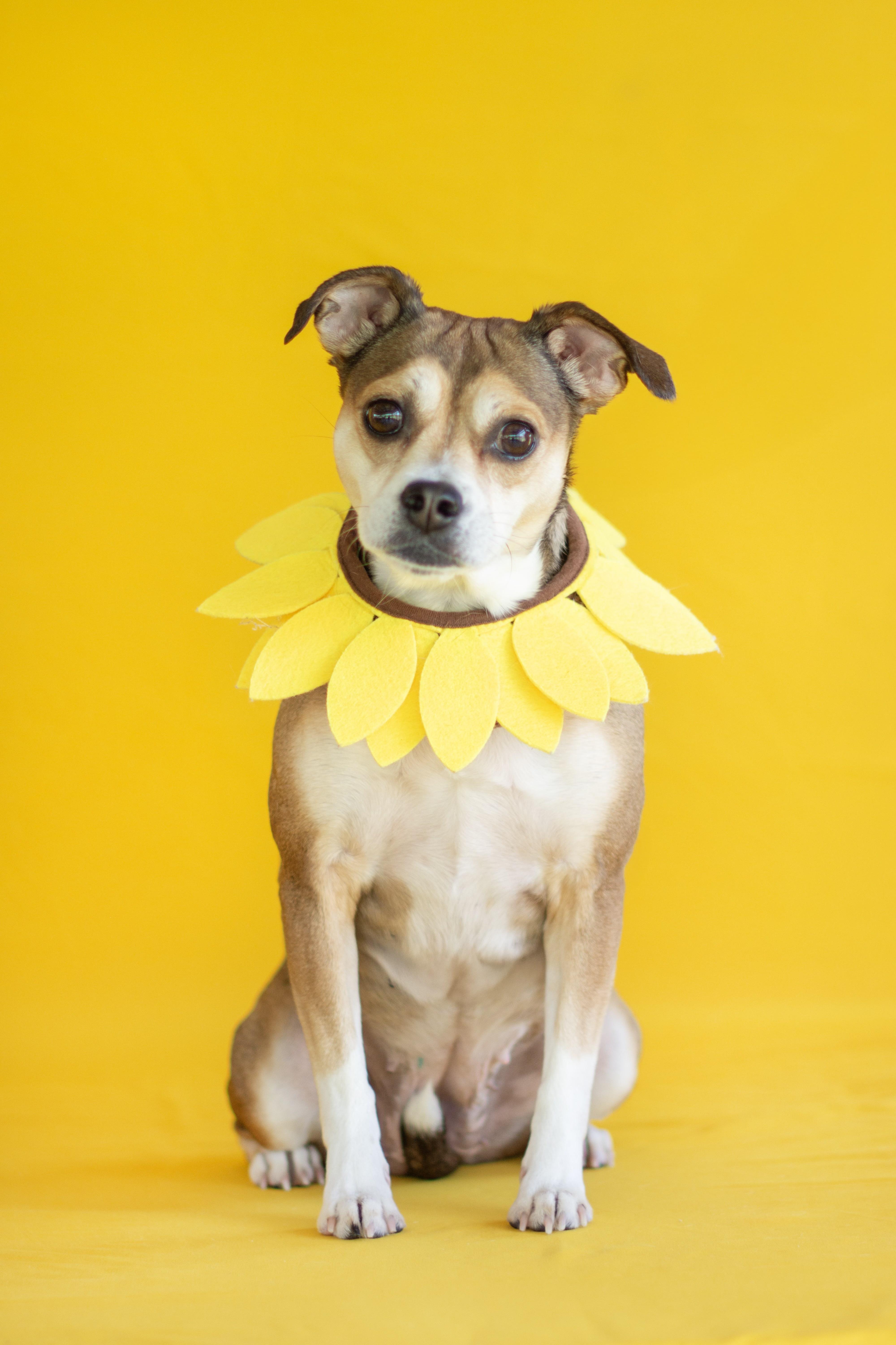 An adult small-sized female Yellow / Tan / Blond / Fawn Chihuahua dog named Leela for adoption in Indianapolis, IN