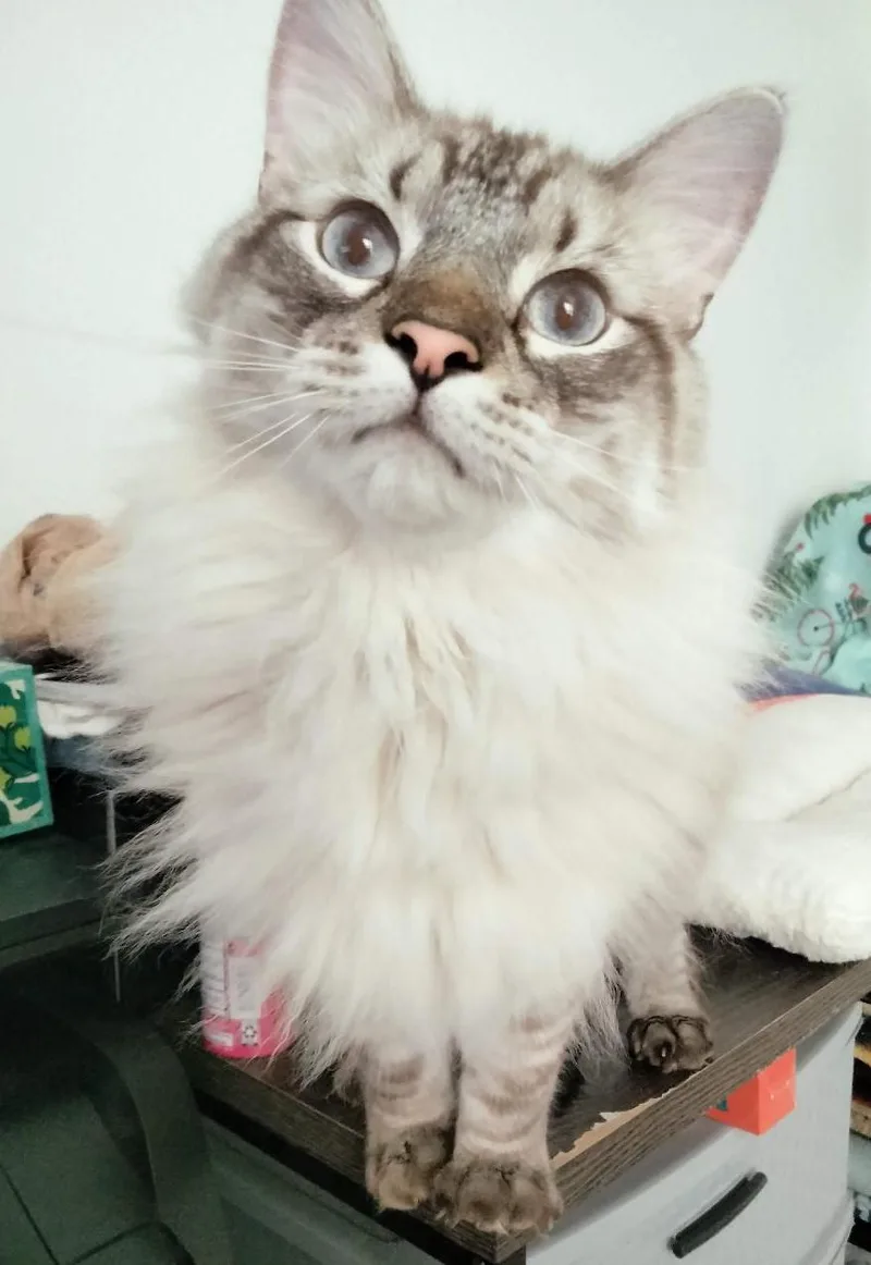 An adult large-sized male Cream / Ivory Norwegian Forest Cat cat named Koda Bear for adoption in Terrell, TX