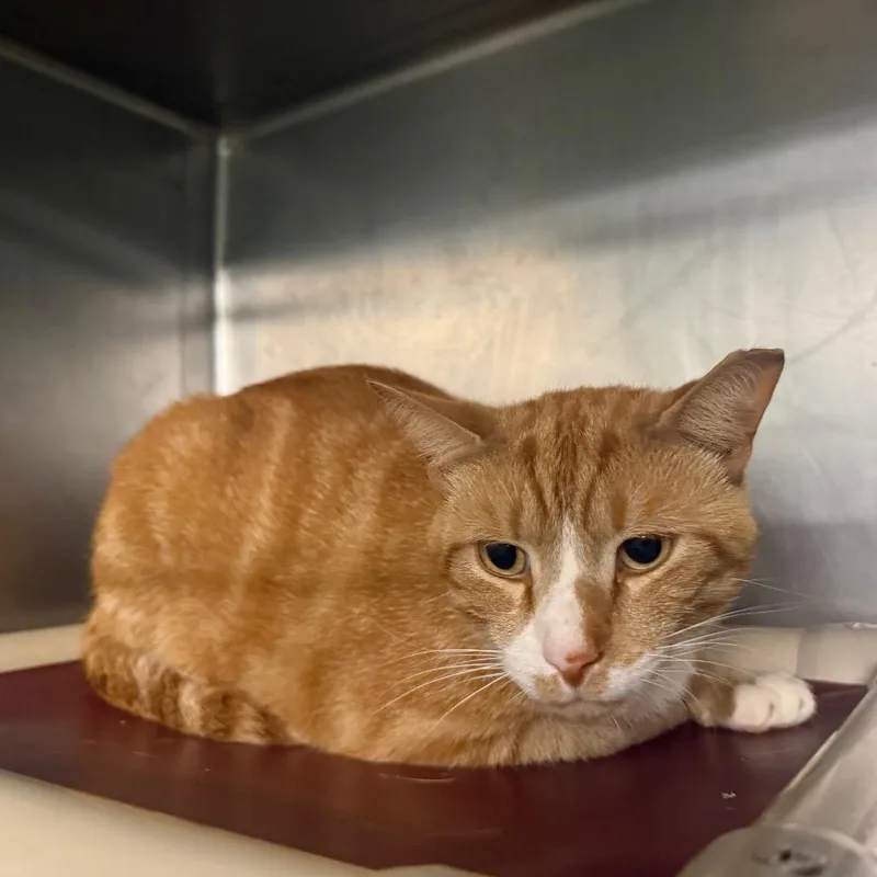 A young large-sized male Orange / Red Domestic Short Hair cat named Simba for adoption in Hamilton, GA