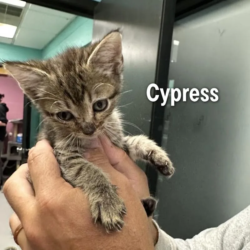 Cypress thumbnail 2