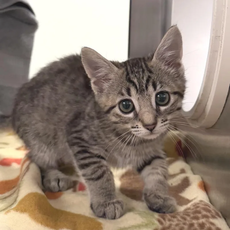 A baby small-sized female Domestic Short Hair cat named Elsa for adoption in York, PA