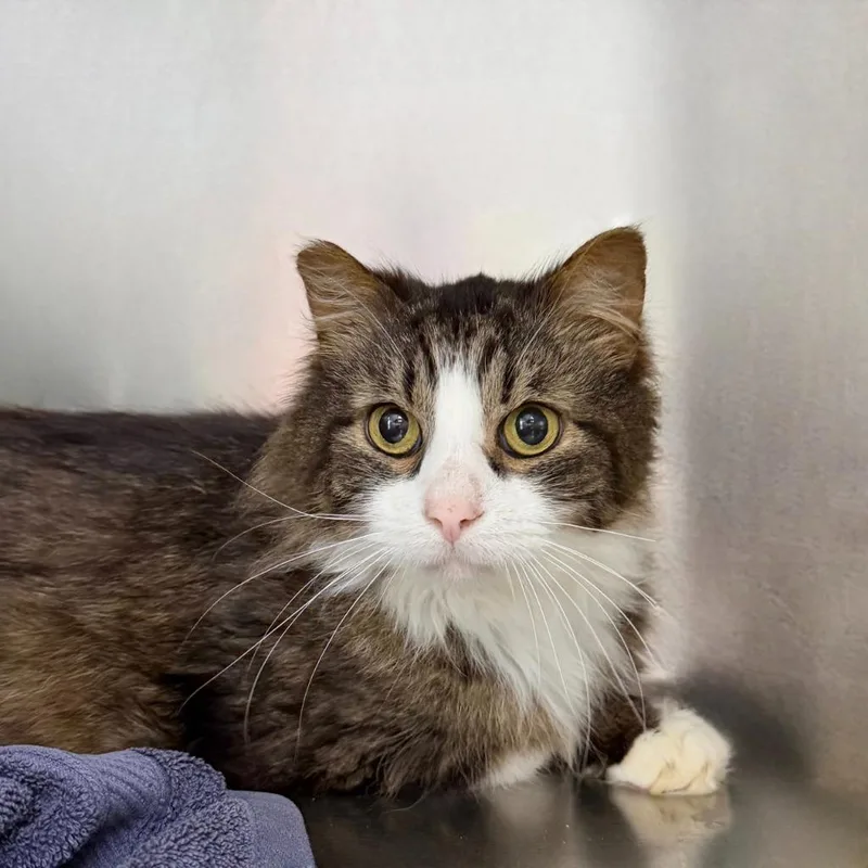 A senior medium-sized male Domestic Medium Hair cat named Meow Mcfluff for adoption in State College, PA