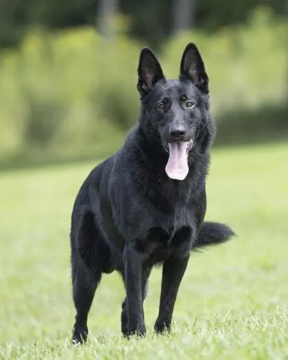 An adult large-sized male Black German Shepherd Dog dog named Titan for adoption in Bedford, IN
