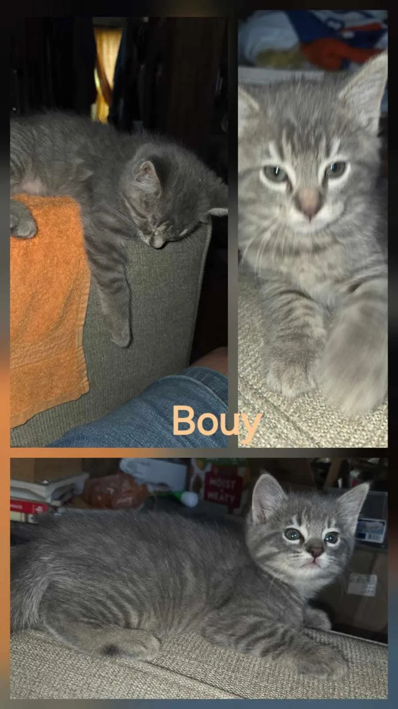 A baby medium-sized female Tabby (Gray / Blue / Silver) Tabby cat named Bouy for adoption in York, NE