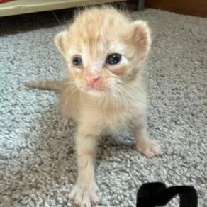 A baby small-sized male Orange / Red Domestic Medium Hair cat named Wolf for adoption in Mount Juliet, TN