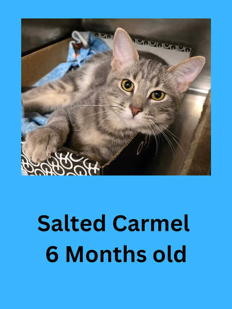 An adult medium-sized male Tabby (Gray / Blue / Silver) Domestic Short Hair cat named Salted Carmel for adoption in Ravenna, OH