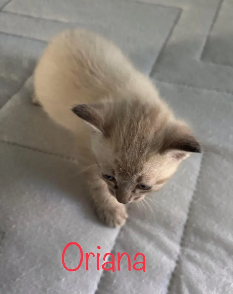 A baby small-sized female Siamese cat named Oriana for adoption in Snyder, TX