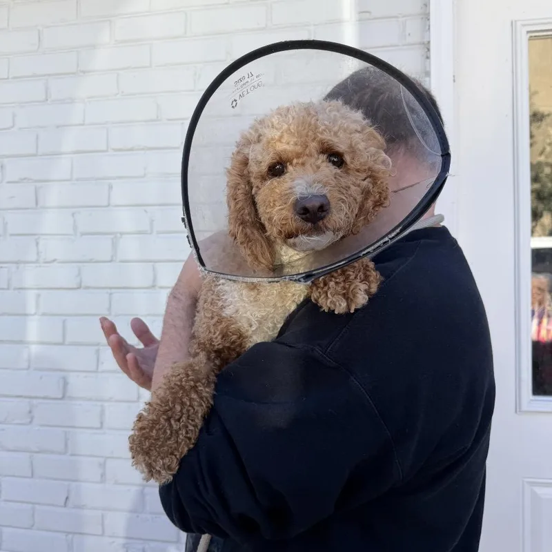 A young small-sized male Golden Retriever dog named Jay Walker for adoption in Northbrook, IL