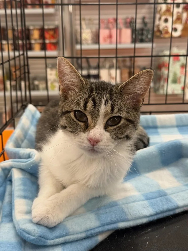 A baby medium-sized female Domestic Short Hair cat named Mouse for adoption in Stewartsville, NJ