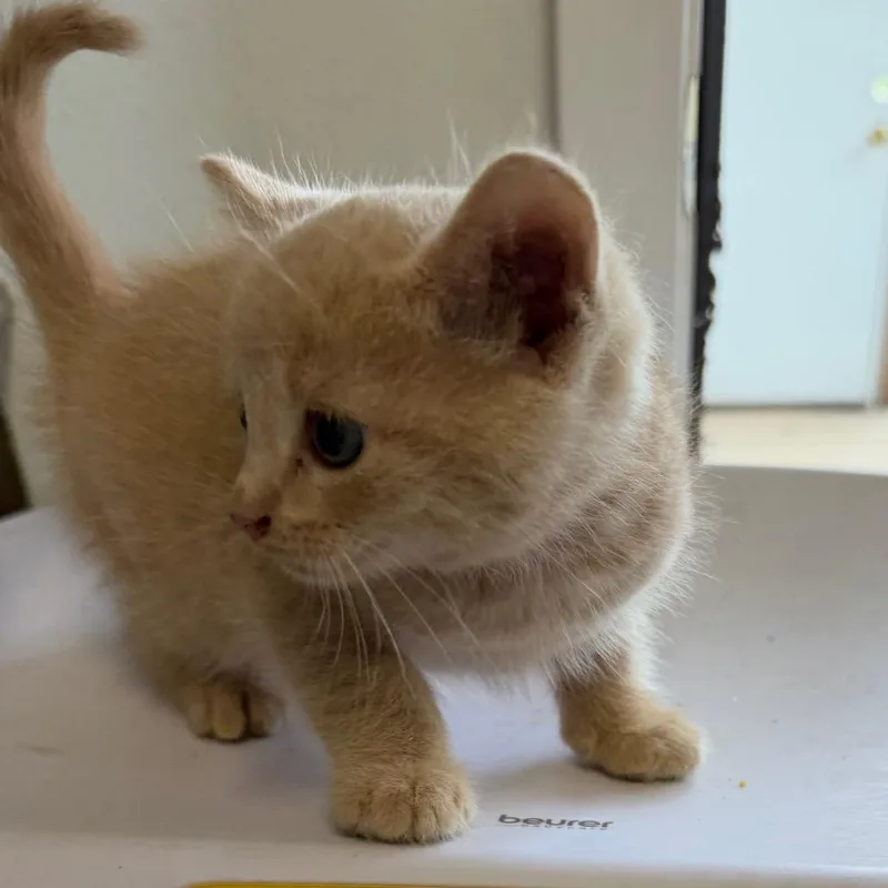 A baby small-sized male Orange / Red Domestic Medium Hair cat named Mischief for adoption in Floresville, TX