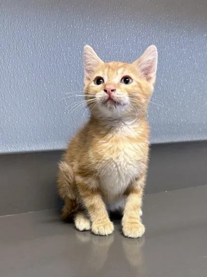 A baby medium-sized male Orange & White Domestic Short Hair cat named Roy Rogers for adoption in Tinley Park, IL
