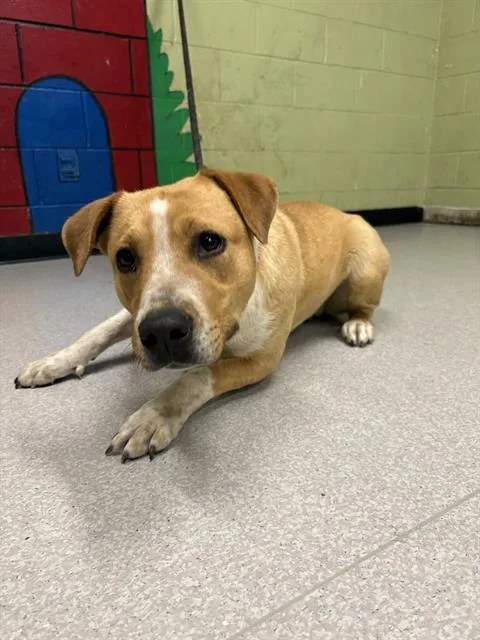 A young medium-sized female Labrador Retriever dog named Estrella for adoption in Indianapolis, IN