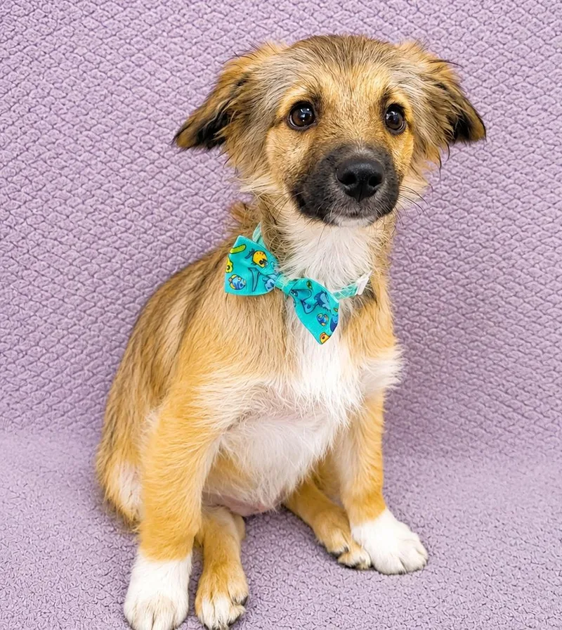 A baby small-sized male Tricolor (Brown, Black, & White) Spaniel dog named Mr. Pickles for adoption in Lodi, CA