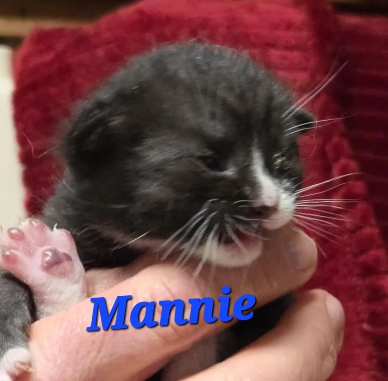 A baby small-sized male Domestic Short Hair cat named Mannie for adoption in Pomona, NY