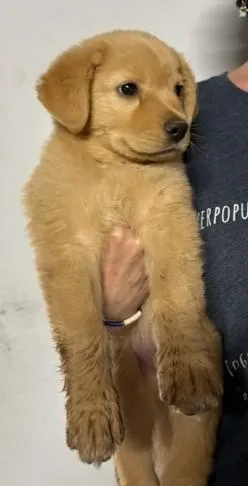 Eli