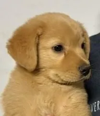 Eli thumbnail 4