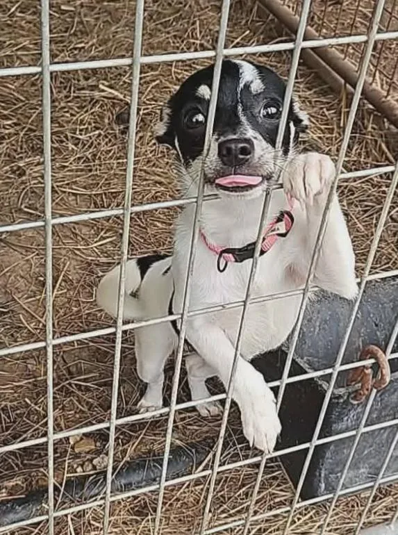 Poppy In La thumbnail 2