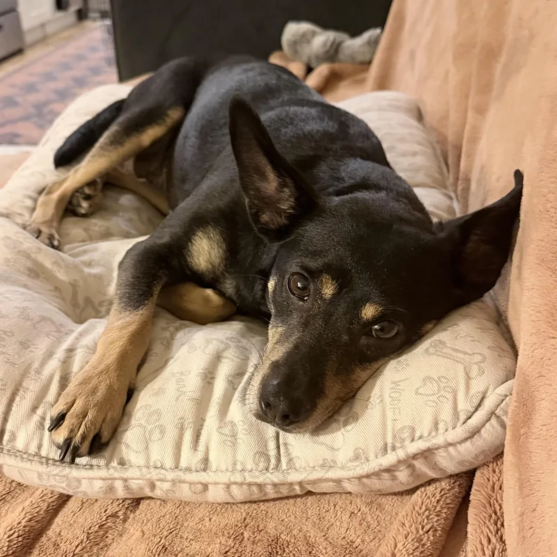 A senior small-sized female Chihuahua dog named Cassie for adoption in Brooklyn, NY