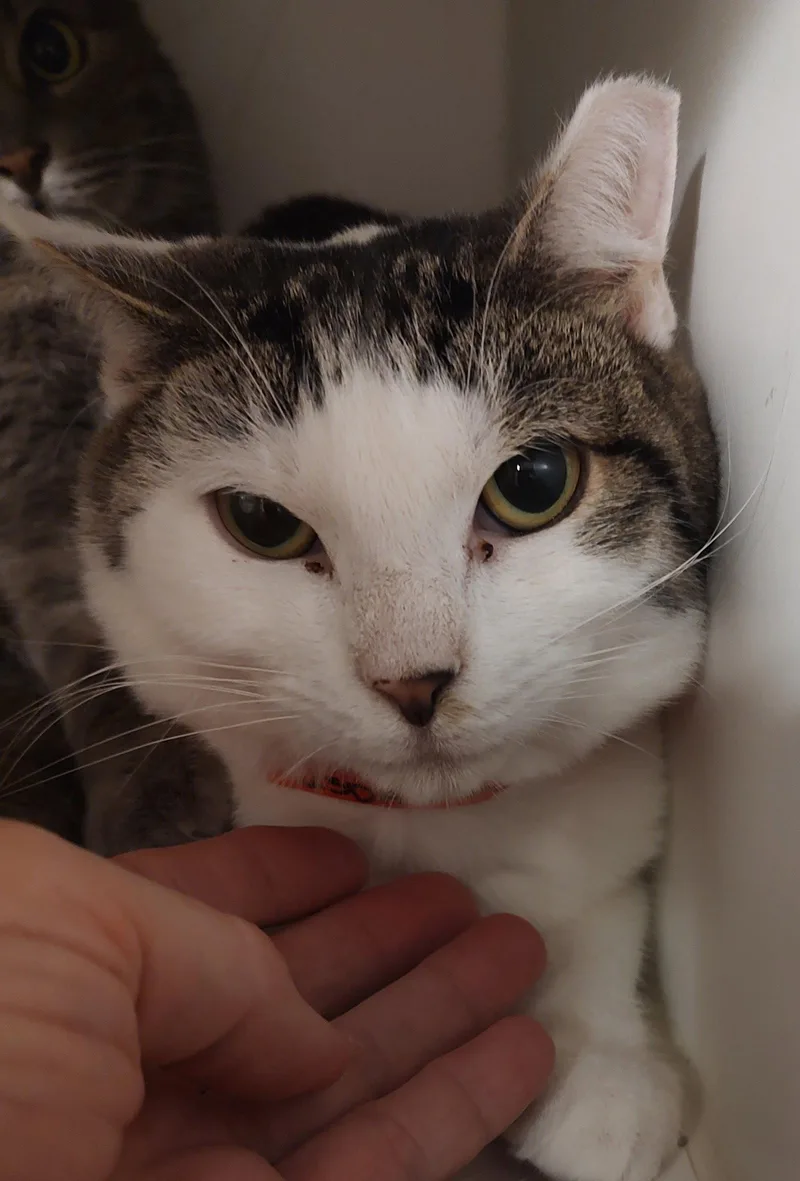 A young medium-sized female Domestic Short Hair cat named Twinkie for adoption in Phoenix, AZ