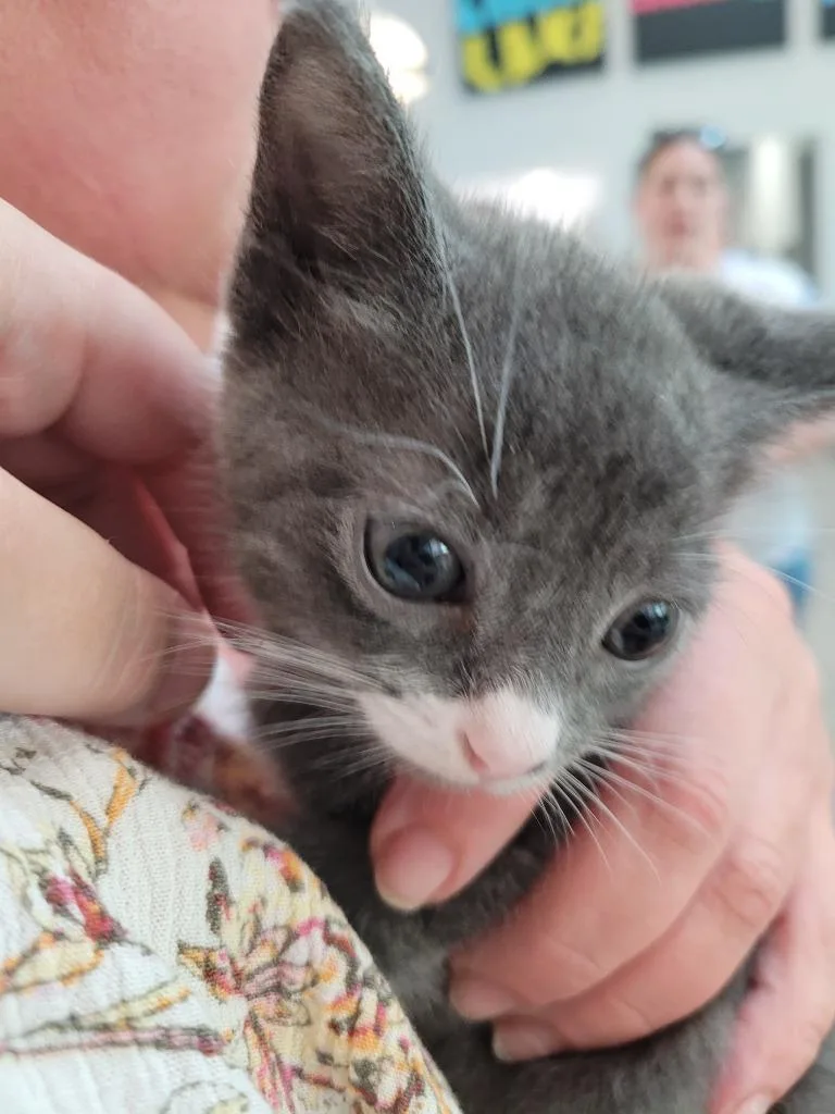 A baby small-sized male Domestic Short Hair cat named Cuckoo for adoption in Angola, IN