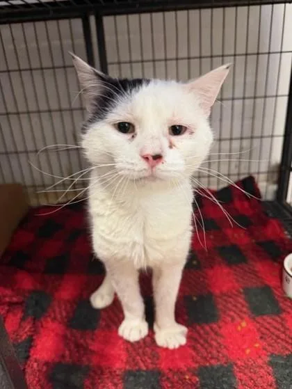 An adult small-sized male Domestic Short Hair cat named Helicopter for adoption in West Chester, PA
