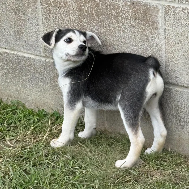 A baby small-sized female Husky dog named Farrah for adoption in Stahlstown, PA