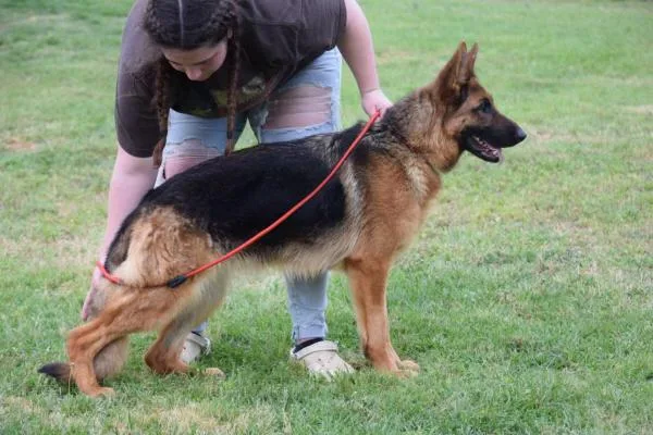 An adult large-sized female German Shepherd Dog dog named Xena for adoption in Roslyn, NY