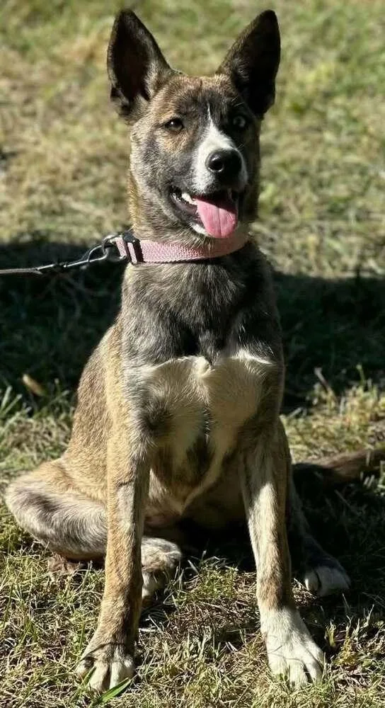 A young medium-sized female German Shepherd Dog dog named Owens : Autumn for adoption in Aurora, IN