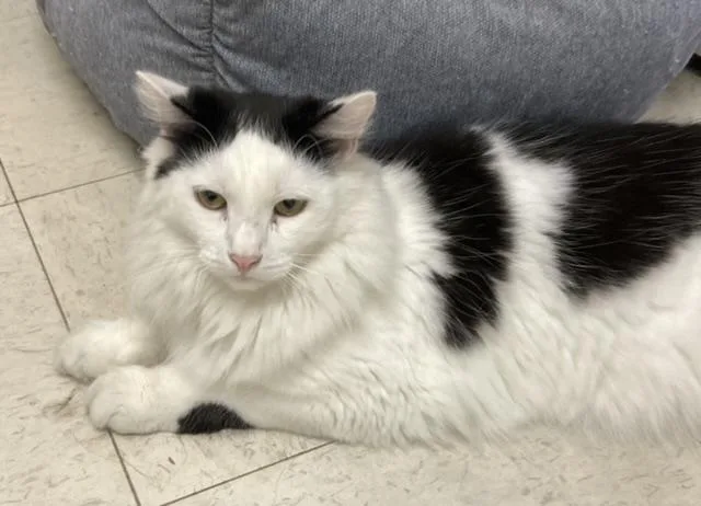 An adult large-sized female Domestic Medium Hair cat named Foxy for adoption in Huntington, NY