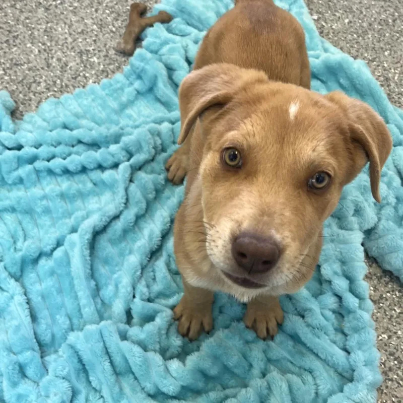 A baby medium-sized male Red / Chestnut / Orange Hound dog named Aloha for adoption in Kanab, UT