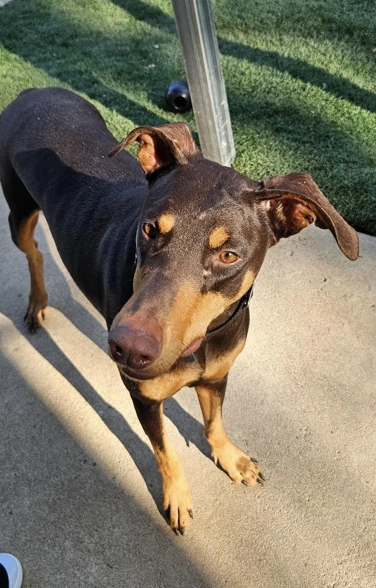 An adult medium-sized female Brown / Chocolate Doberman Pinscher dog named Gypsy for adoption in Louisville, KY