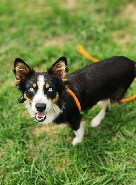 An adult medium-sized female Australian Shepherd dog named Gita for adoption in Newport, KY