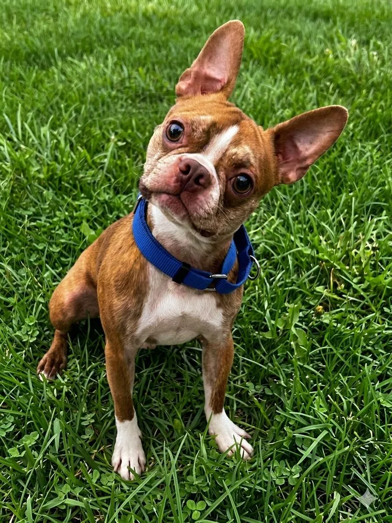 An adult small-sized male Red / Chestnut / Orange Boston Terrier dog named Bugsy for adoption in Brunswick, OH