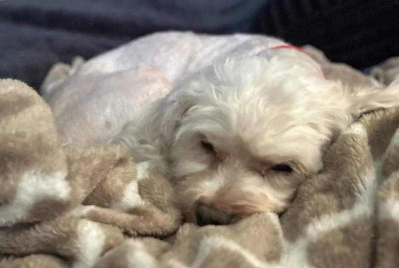 An adult small-sized female Maltese dog named Cali for adoption in Cleveland, OH