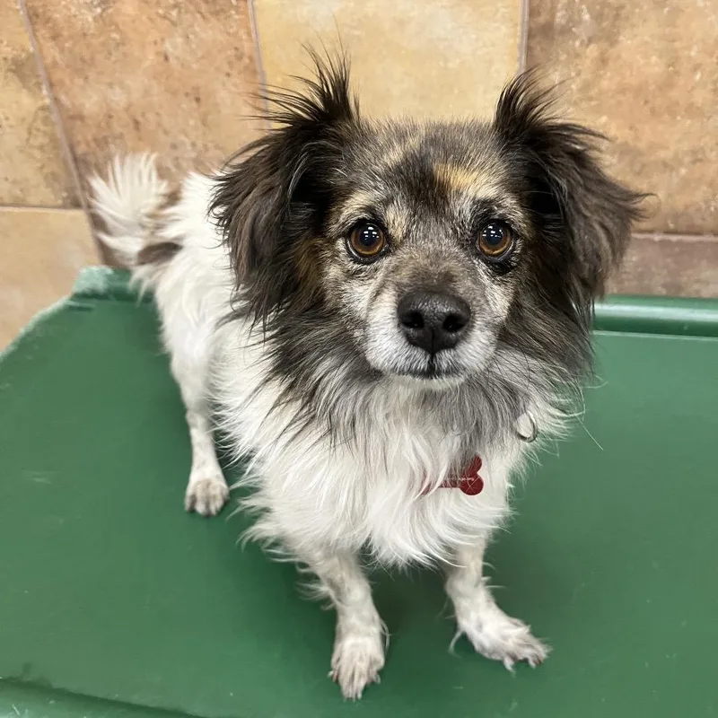 An adult small-sized male Black Dachshund dog named Happy for adoption in Las Vegas, NV