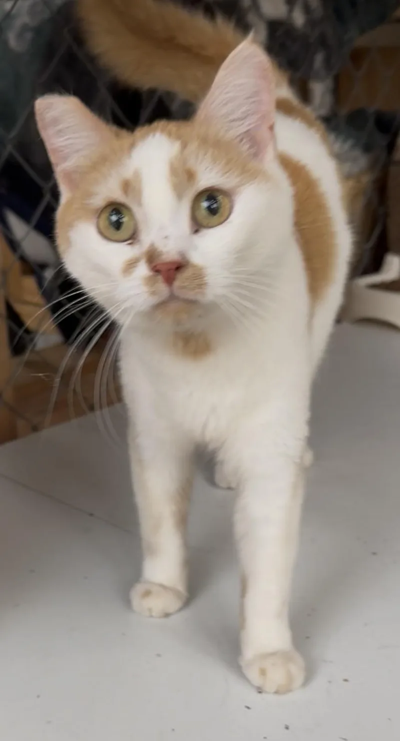 An adult medium-sized female Orange & White Domestic Short Hair cat named Minnie for adoption in Butte, MT