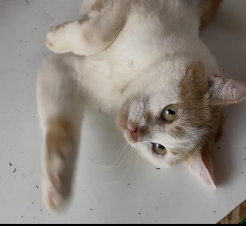 Minnie thumbnail 4