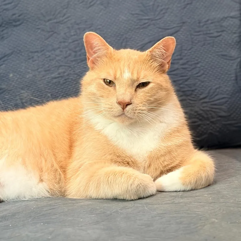 An adult large-sized male Buff / Tan / Fawn Domestic Short Hair cat named Aslan for adoption in Aldie, VA
