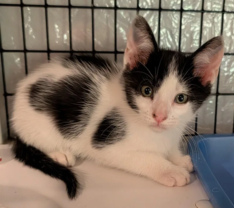 A baby medium-sized male Black & White / Tuxedo Domestic Short Hair cat named Sriracha .. for adoption in Apopka, FL
