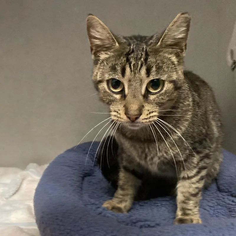 An adult small-sized female Brown / Chocolate Domestic Short Hair cat named Debra Squeaks for adoption in Dayton, OH