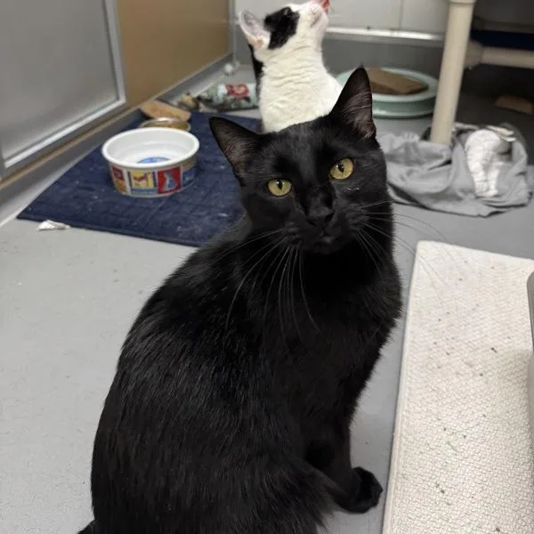 An adult small-sized male Domestic Short Hair cat named Binx Bonded Buddy for adoption in Des Moines, IA