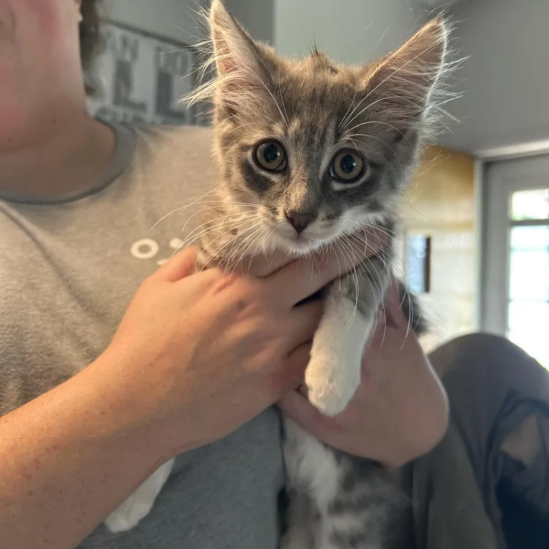 A baby small-sized male Domestic Long Hair cat named Murphy for adoption in Ferndale, MI