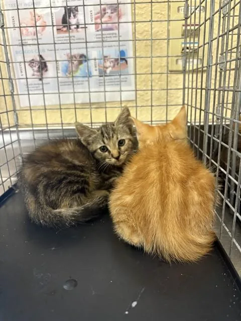 A baby small-sized female Domestic Short Hair cat named Libby for adoption in Fort Myers, FL