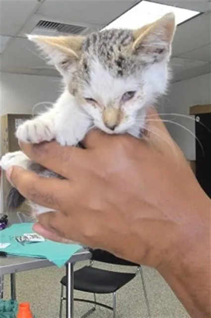 A baby small-sized female Domestic Short Hair cat named Bonita for adoption in San Bernardino, CA