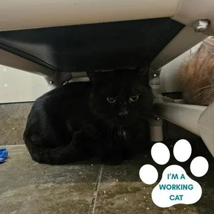 An adult medium-sized male Black Domestic Short Hair cat named Dr Doom for adoption in Dubuque, IA