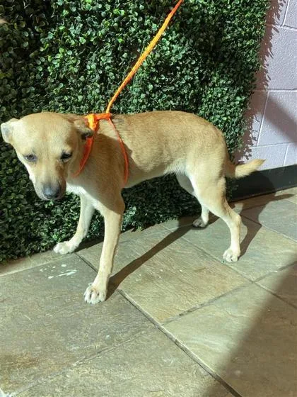 A young small-sized female Yellow / Tan / Blond / Fawn Mixed Breed dog named 61804057 for adoption in El Paso, TX