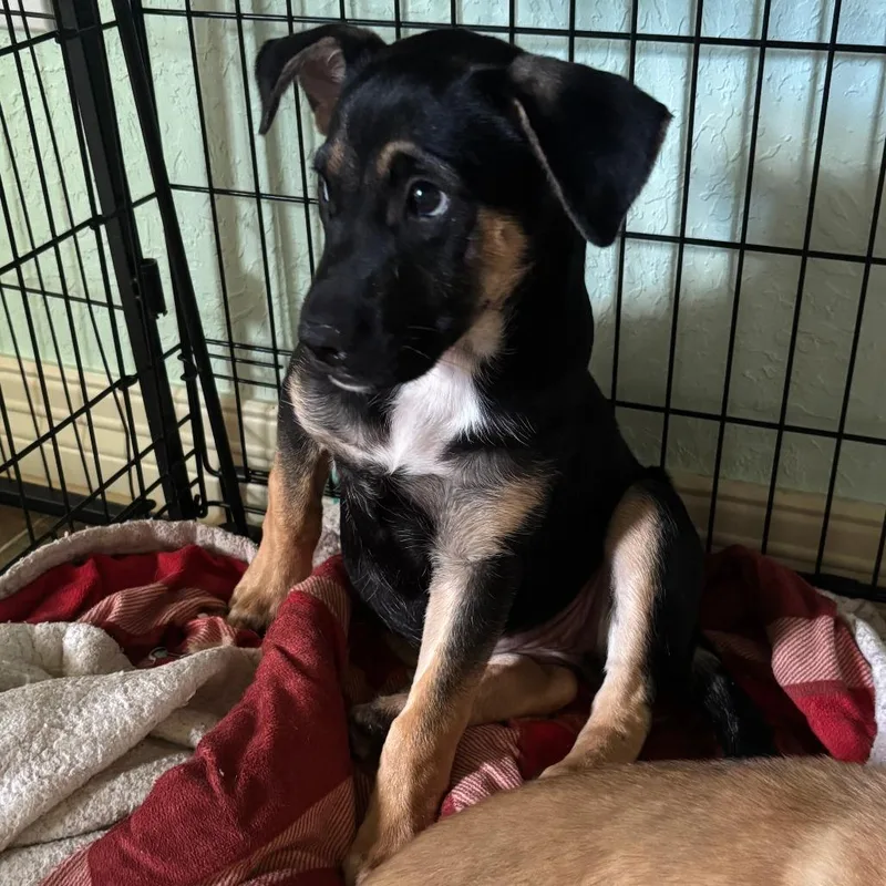 A baby small-sized female Black Shepherd dog named Mavis for adoption in Beaumont, TX