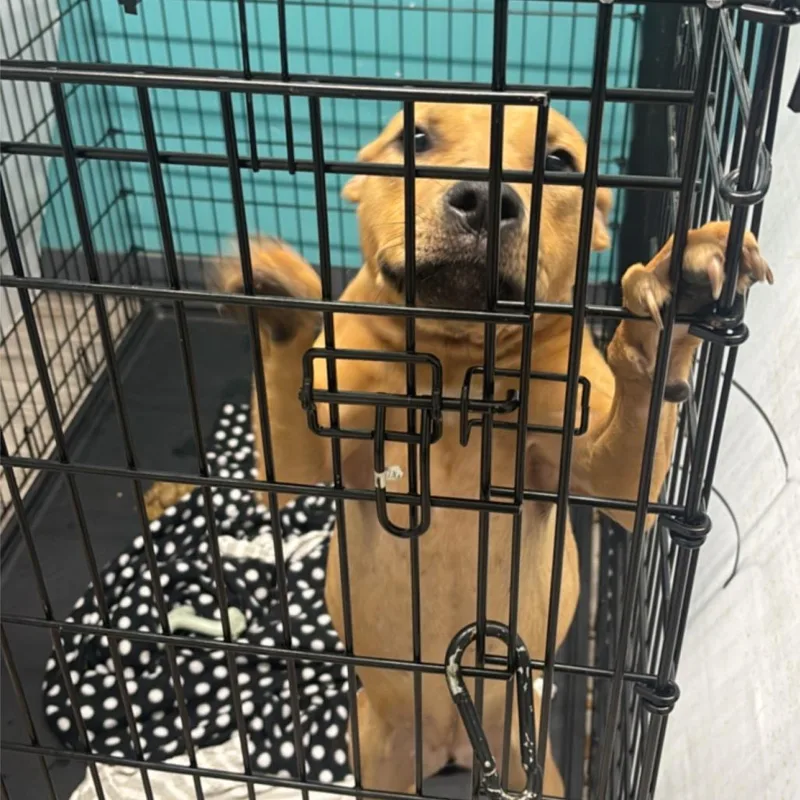 Kettle Corn thumbnail 2