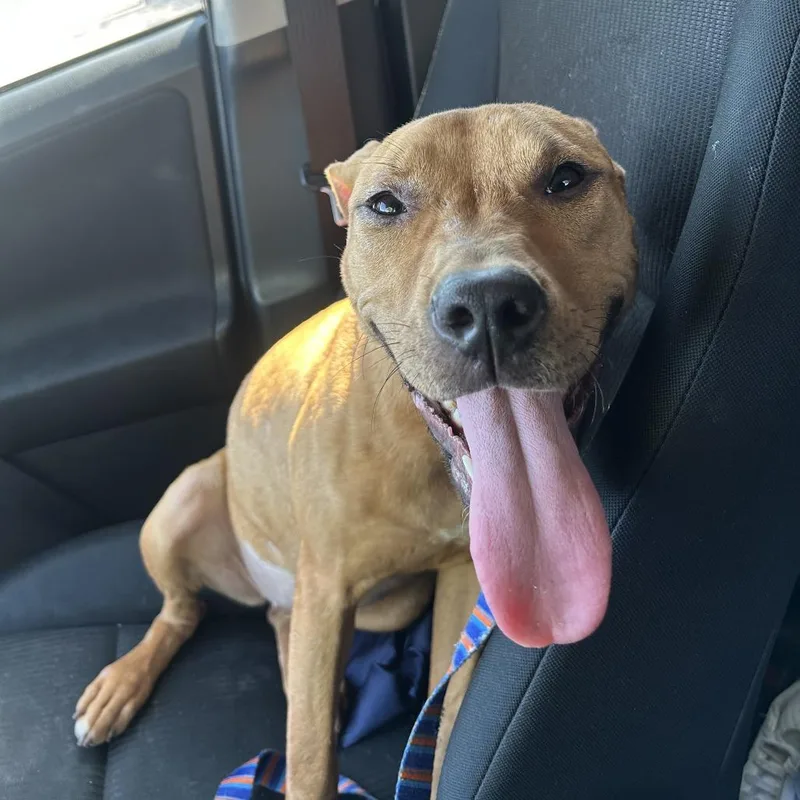 Kettle Corn thumbnail 3