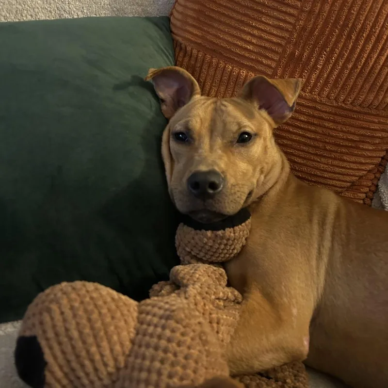 Kettle Corn thumbnail 4